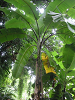 s_A_PICT0093_thumb.png